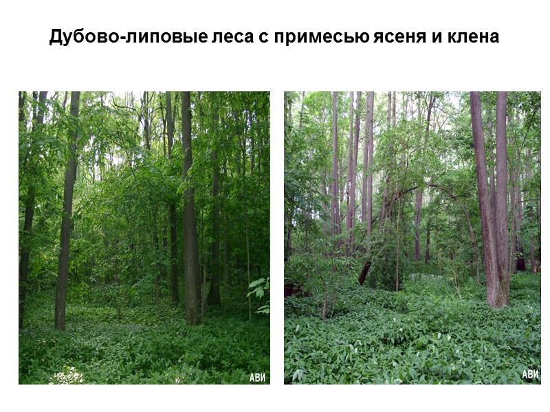 Дубово-липовые леса с примесью ясеня и клена